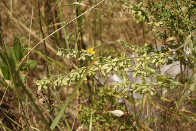 Cynoglossum creticum